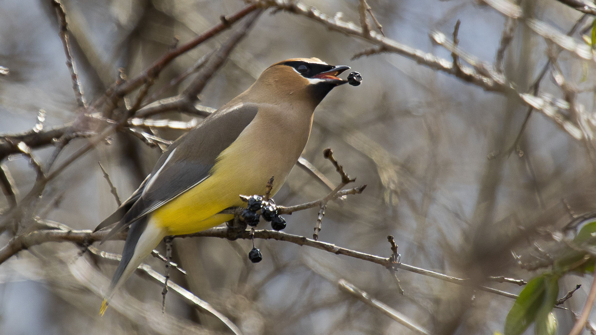 wildCedarWaxwing-18-w.jpg